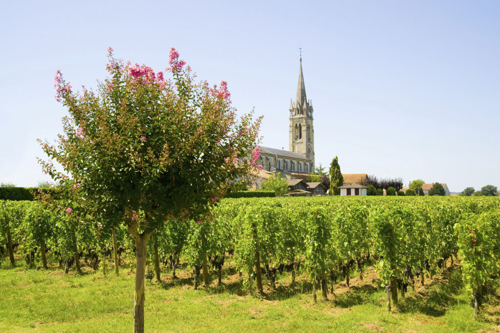 Vineyard in Pomerol, Bordeaux wine region